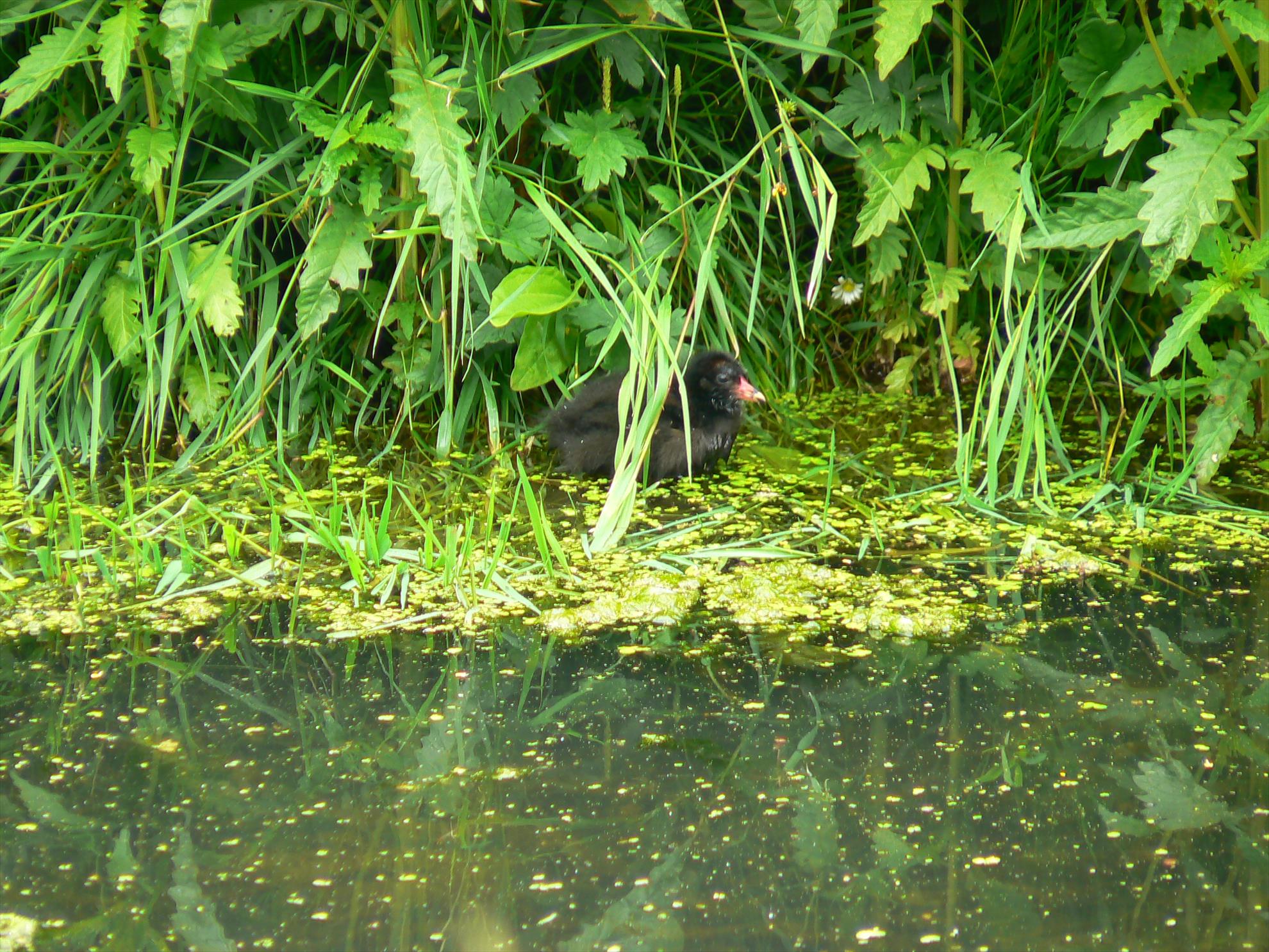 Pasari salbatice - p1030359.JPG